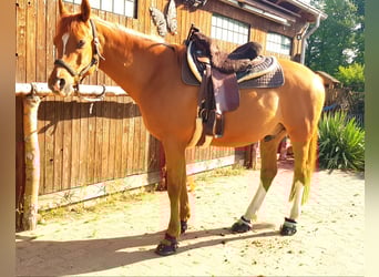 Anglo-Araber, Wallach, 15 Jahre, 155 cm, Fuchs