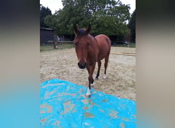 Anglo-Araber Mix, Wallach, 16 Jahre, 153 cm, Brauner