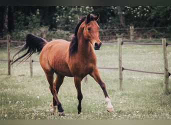 Anglo-Araber Mix, Wallach, 16 Jahre, 153 cm, Brauner