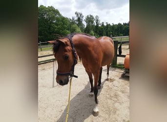 Anglo-Araber Mix, Wallach, 16 Jahre, 153 cm, Brauner