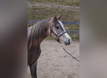 Anglo-Araber, Wallach, 2 Jahre, 158 cm