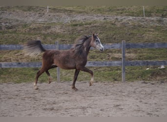 Anglo-Araber, Wallach, 2 Jahre, 158 cm