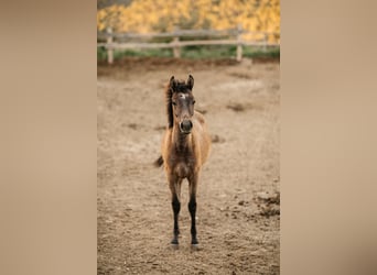 Anglo-Araber, Wallach, 3 Jahre, 150 cm, Schimmel