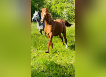 Anglo-Araber, Wallach, 3 Jahre, Fuchs
