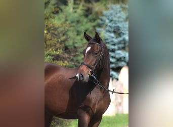 Anglo-Araber, Wallach, 4 Jahre, 168 cm, Dunkelbrauner
