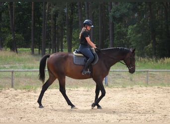 Anglo-Araber, Wallach, 4 Jahre, 169 cm, Dunkelbrauner