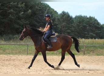 Anglo-Araber, Wallach, 4 Jahre, 169 cm, Dunkelbrauner
