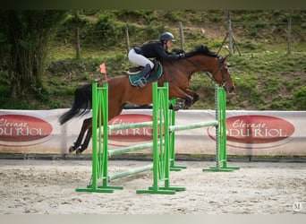 Anglo-Araber, Wallach, 5 Jahre, 164 cm, Dunkelbrauner