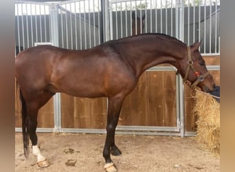 Anglo-Araber, Wallach, 5 Jahre, Schwarzbrauner