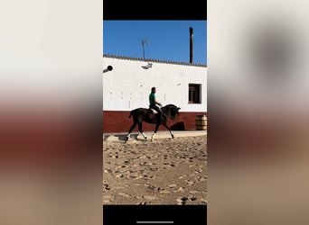 Anglo-Araber Mix, Wallach, 6 Jahre, 163 cm, Rappe