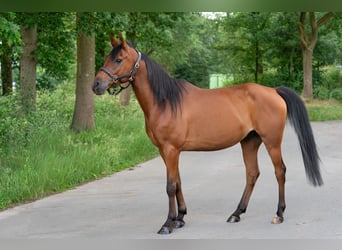 Anglo-Araber, Wallach, 7 Jahre, 153 cm, Brauner