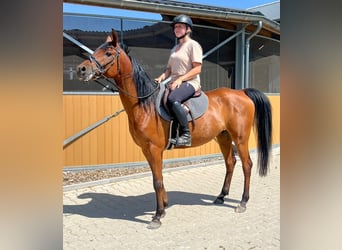 Anglo-Araber, Wallach, 7 Jahre, 153 cm, Brauner
