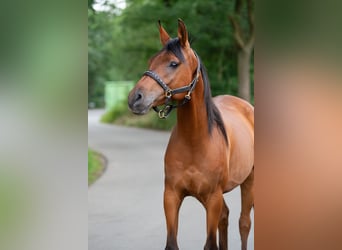 Anglo-Araber, Wallach, 7 Jahre, 153 cm, Brauner