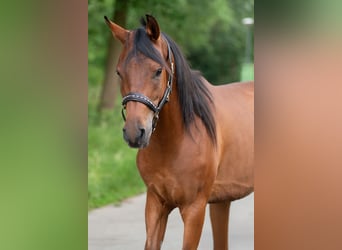 Anglo-Araber, Wallach, 7 Jahre, 153 cm, Brauner