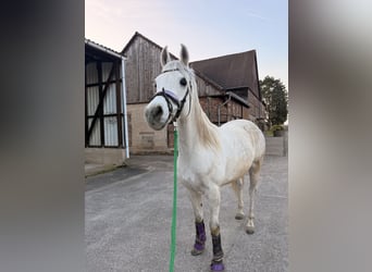 Anglo-Araber, Wallach, 7 Jahre, 156 cm, White