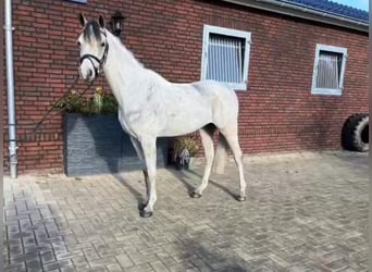 Anglo-Araber, Wallach, 8 Jahre, 148 cm, Apfelschimmel