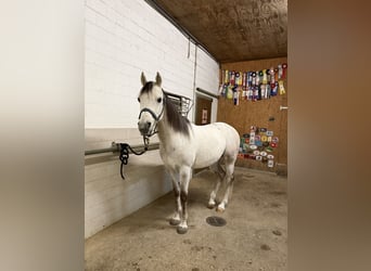 Anglo-Araber, Wallach, 9 Jahre, 147 cm, Schimmel