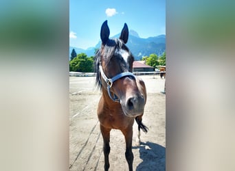 Anglo-Araber, Wallach, 9 Jahre, 161 cm, Dunkelbrauner
