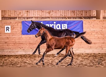 Anglo-Arabier, Hengst, 1 Jaar, 165 cm, Bruin