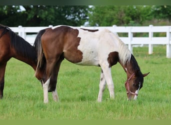 Anglo-Arabier, Hengst, 1 Jaar, 167 cm, Gevlekt-paard