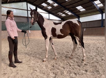 Anglo-Arabier, Hengst, 1 Jaar, 167 cm, Gevlekt-paard