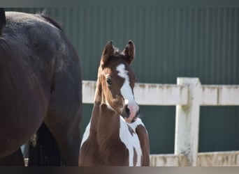 Anglo-Arabier, Hengst, 2 Jaar, 167 cm, Gevlekt-paard