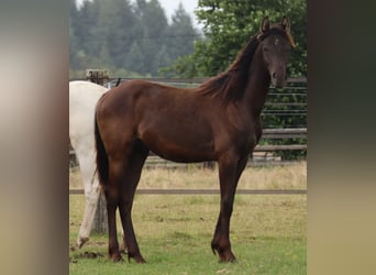 Anglo-Arabier, Hengst, 5 Jaar, 153 cm, Zwart