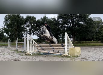 Anglo-Arabier, Hengst, 6 Jaar, 164 cm, Gevlekt-paard