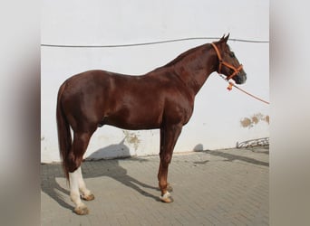 Anglo-Arabier, Hengst, 6 Jaar, 168 cm, Vos