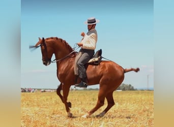 Anglo-Arabier, Hengst, 7 Jaar, 160 cm, Vos