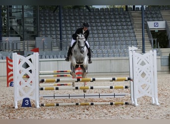 Anglo-Arabier, Hengst, 7 Jaar, 164 cm, Gevlekt-paard