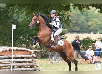 Anglo-Arabier, Hengst, 19 Jaar, 160 cm, Bruin