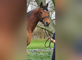 Anglo-Arabier, Hengst, 6 Jaar, 167 cm, Bruin