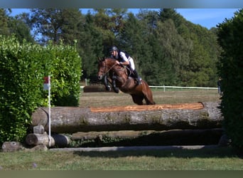 Anglo-Arabier, Hengst, 12 Jaar, 163 cm, Bruin