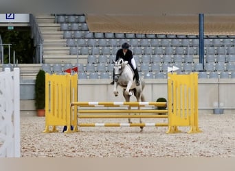 Anglo-Arabier, Hengst, 6 Jaar, 164 cm, Gevlekt-paard