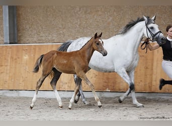 Anglo-Arabier, Hengst, veulen (04/2023), Schimmel