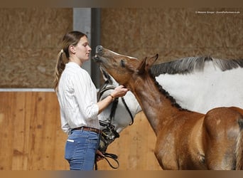 Anglo-Arabier, Hengst, veulen (04/2023), Schimmel