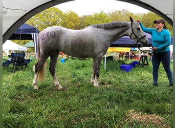 Anglo-Arabier, Merrie, 10 Jaar, 157 cm, Schimmel