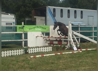 Anglo-Arabier, Merrie, 10 Jaar, 162 cm, Schimmel