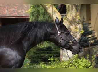 Anglo-Arabier, Merrie, 10 Jaar, 165 cm, Zwart Anglo-Arabier, Merrie, 10 Jaar, 165 cm, Zwart