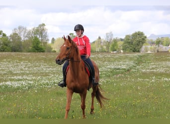 Anglo-Arabier, Merrie, 11 Jaar, 160 cm, Vos