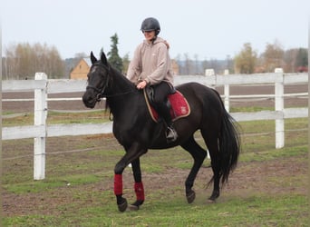 Anglo-Arabier, Merrie, 11 Jaar, 164 cm, Zwart