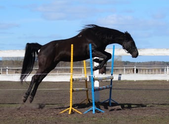 Anglo-Arabier, Merrie, 11 Jaar, 164 cm, Zwart