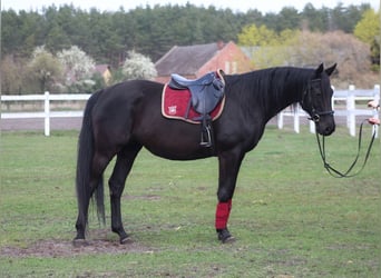 Anglo-Arabier, Merrie, 11 Jaar, 164 cm, Zwart