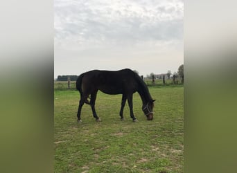 Anglo-Arabo, Stute, 11 Jahre, Brauner