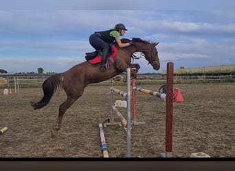 Anglo-Arabier, Merrie, 14 Jaar, 155 cm, Roodvos