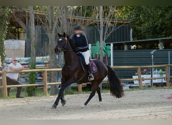 Anglo-Arabier, Merrie, 14 Jaar, 163 cm, Bruin