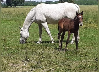 Anglo-Arabier, Merrie, 14 Jaar, 170 cm, Schimmel