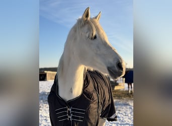 Anglo-Arabier Mix, Merrie, 17 Jaar, 150 cm, Schimmel