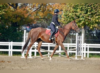 Anglo-Arabier, Merrie, 17 Jaar, 160 cm, Vos